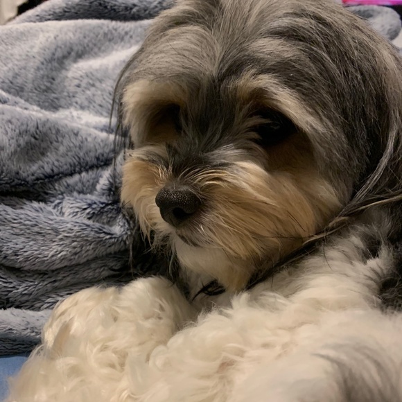 Meet your posher - Picture 5 of 6